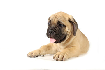 puppy bullmastiff lying down isolated on white 