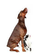 Sitting Doberman looking up and licking his lips with a black and white cat who licking his lips isolated on white 