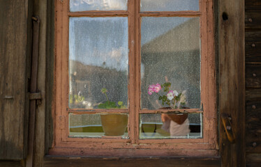 window with flowerpot of old wooden house