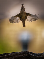 Wren taking off with food for its young