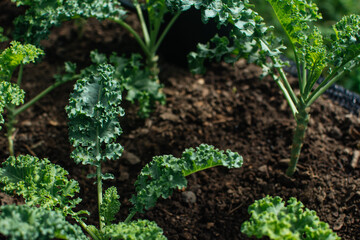 Fresh curly kale plantation background. Curly kale on natural organic soil. 