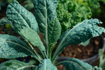 Fresh dinosaur kale (dino kale, Tuscan kale, lacinato kale) grows in a organic farm.