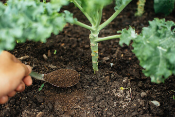 Hand applying fertilizer plant food to soil for vegetable. Fertilizer and organic agriculture concept.