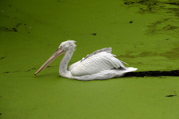 Curly pelican in the Moscow zoo