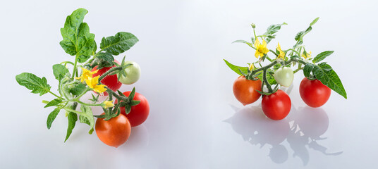 Young cherry tomatoes with tomato flowers and young green leaves, isolated on a white background