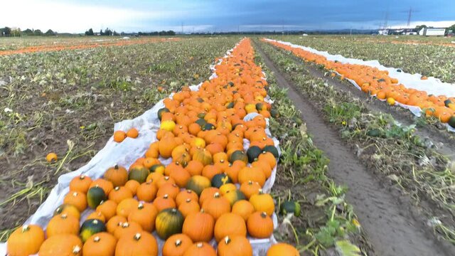 pumpkin patch drone flight over tilt up reveal