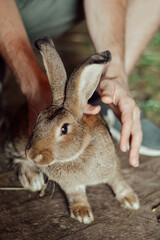 rabbit in the hand