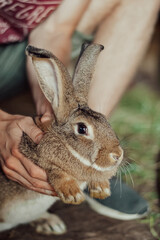 rabbit in the hand