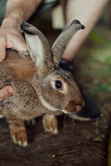 rabbit in the hand