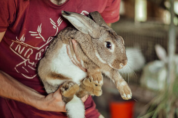 Naklejka premium rabbit in the hand