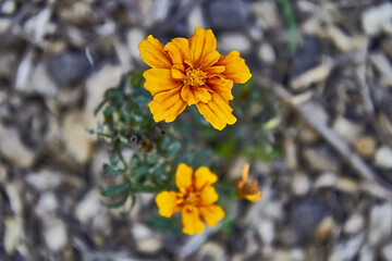 mystic rose or paper flower, Zinnia, yellow, orange flower on soil filled with tree biruta and thin branches. Two flowers seen from above coming out of a small plant.