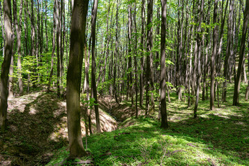 Trees in National Park Fruska Gora in Serbia, spring