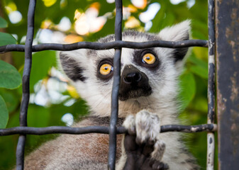 Ring-tailed lemur behind the bars of the aviary. © VPales