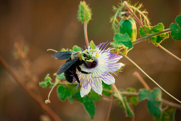 bee on a flower