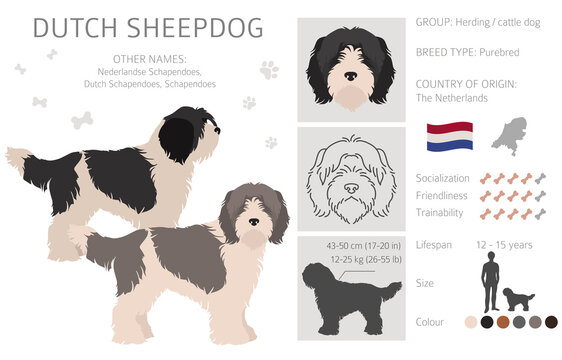 Dutch sheepdog Schapendoes clipart. Different poses, coat colors set