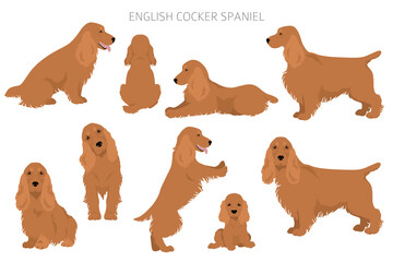 English cocker spaniel clipart. Different poses, coat colors set - obrazy, fototapety, plakaty