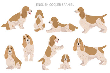 English cocker spaniel clipart. Different poses, coat colors set