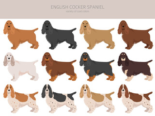 English cocker spaniel clipart. Different poses, coat colors set - obrazy, fototapety, plakaty