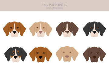 English pointer clipart. Different poses, coat colors set