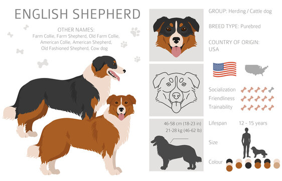English shepherd size sales