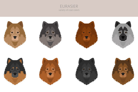 Eurasier dog clipart. Different poses, coat colors set