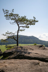 Auf dem Tafelberg Quirl im Elbsandsteingebirge
