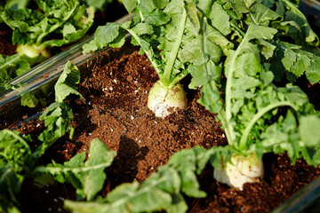 radish growing in the garden