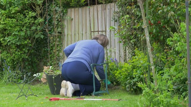 An Older Woman In Blue, Kneeling On An Upturned Seat, Pulling Up Weeds Between Plants In A Garden / Yard.