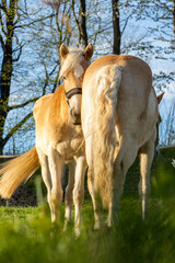The pair of the haflinger horse on a spring pasture.