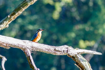 Martin p&ecirc;cheur