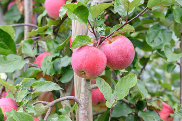 Fresh ripe red apples growing on apple tree branch