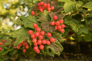 Viburnum vulgaris red. Guelder rose. Berries on the bush with water drops. Selective focus.
