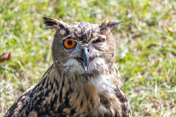 The blinking eagle-owl (Bubo bubo) look to camera