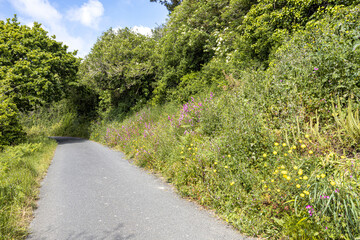 Wild flowers growing along the sides of a Ruette Tranquille,  a Quiet Lane near Petit Bot, Guernsey, Channel Islands UK