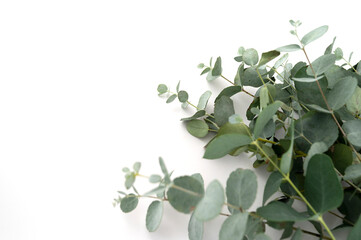 Eucalyptus live fresh green leaves isolated on white background, copy space