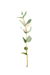 Eucalyptus live fresh green branch, twig isolated on white background, copy space