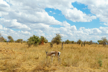 Blue sky with big clouds, grasslands and a gazelle (Tarangire National Park, Tanzania)