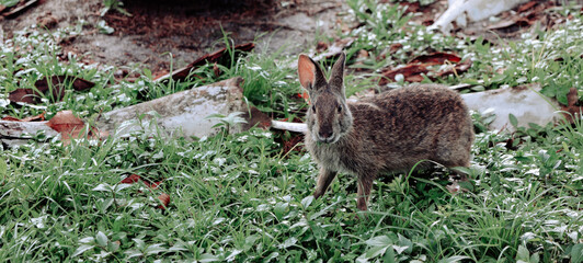 St. Cloud Lakefront Park Florida 