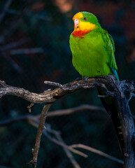 The superb parrot (Polytelis swainsonii) illuminated of the sunset rays
