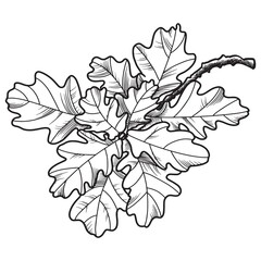 Oak branch with decorative leaves on a transparent background, monochrome illustration, line