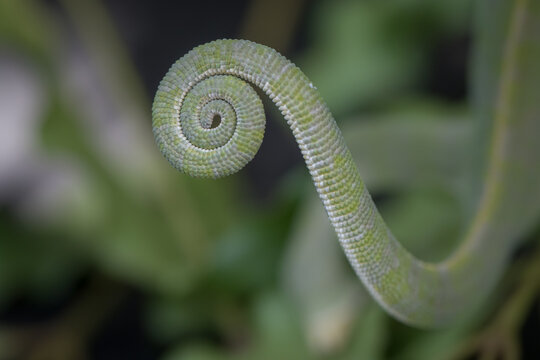The tail of a flap-necked chameleon, Chamaeleo dilepis