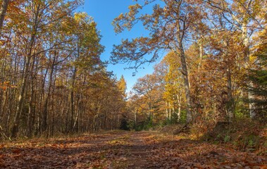 Fototapeta premium Alsace
