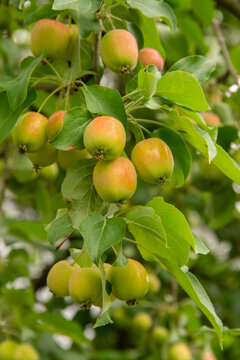 fresh fruits of the garden plant apple tree