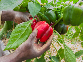 African farmer harvests a red pepper of the california variety in a vegetable garden