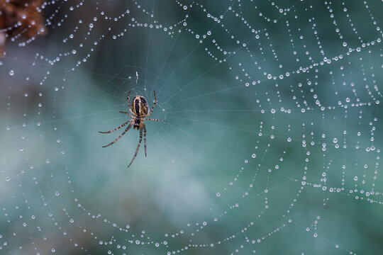 Spinne