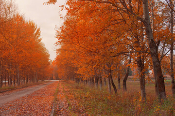 Fototapeta premium beautiful orange autumn landscape with road