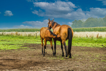 Two horses, a mare with breast milk drinking foal in a green pasture with foggy blur background blue sky and light cloud
