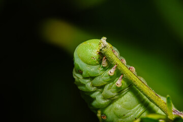 Hornworms 