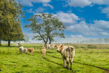 Herd of cows with calves walking and grazing in nature in a natural pasture with wild herbs and forest edge and solitary trees against a blurred background with moor fog blurred horizon