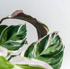 Closeup of tropical Calathea Fusion White Prayer plant, Calathea leitzei. It has exotic, white and...